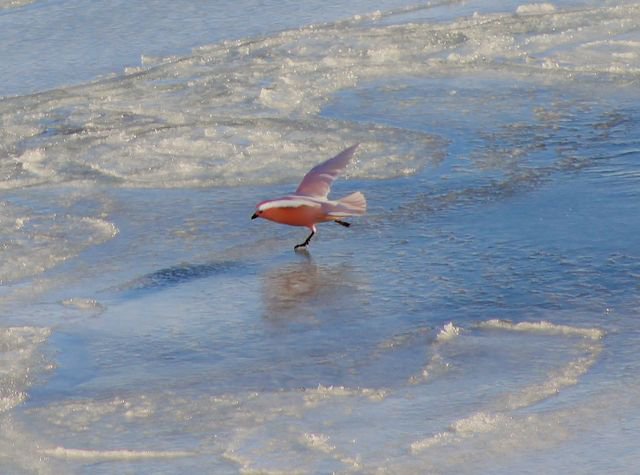 Wilson_Mendoza_seabird_iceskating.jpg