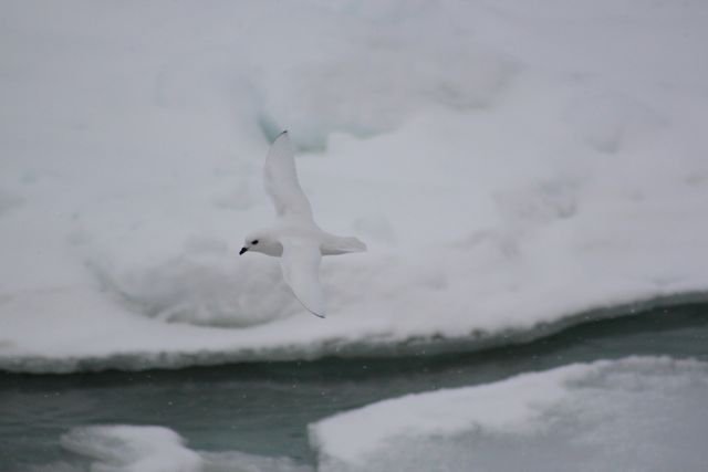 Wilson_Mendoza_seabird2.jpg