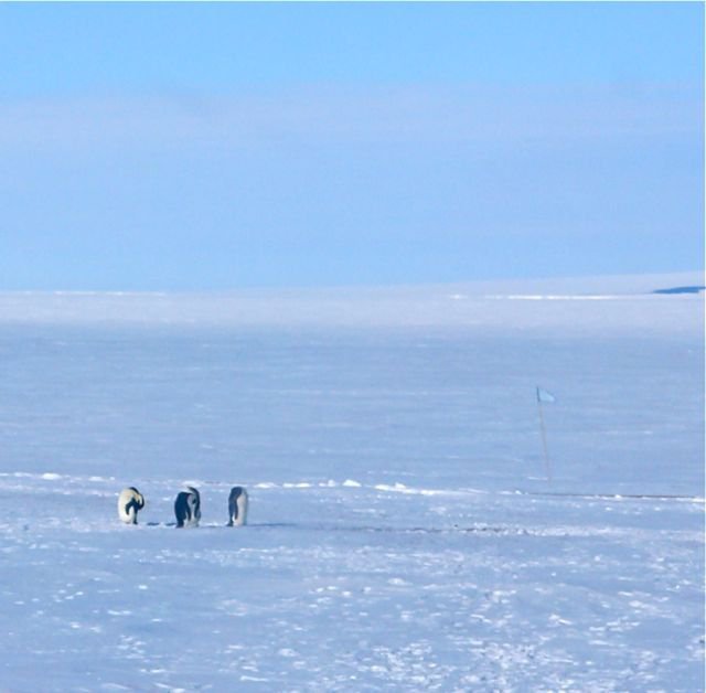 penguins_on_ice_shelf.jpg